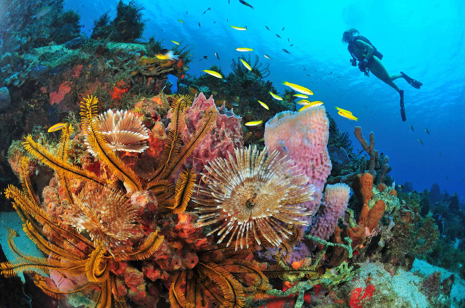 Plogée en Martinique