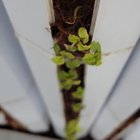 I am an Indoor Farmer in Philadelphia and I was told that my crop is very popular in the Caribbean, is this true?