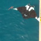 Huge oceanic Manta Ray spotted near Trinidad ( sharks for scale )